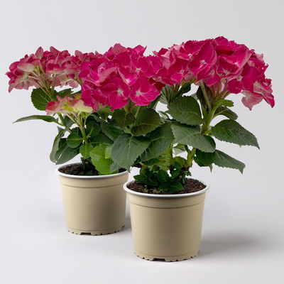 Hortensie rot, Topf-Ø 10 cm, 2er-Set
