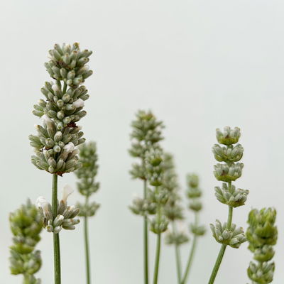Lavendel, weiß, Topf-Ø 12 cm, 6 Pflanzen