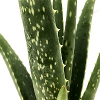 Aloe vera, Topf-Ø 10,5 cm, Höhe ca. 25 cm, 3er-Set