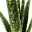 Aloe vera, Topf-Ø 10,5 cm, Höhe ca. 25 cm, 3er-Set
