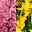 mehrblütige Hyazinthe & Narzisse rosa & gelb, vorgetrieben, Topf-Ø 12cm, 6er Set