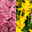 mehrblütige Hyazinthe & Narzisse rosa & gelb, vorgetrieben, Topf-Ø 12cm, 6er Set mehrblütige Hyazinthe & Narzisse rosa & gelb, vorgetrieben, Topf-Ø 12cm, 6er Set