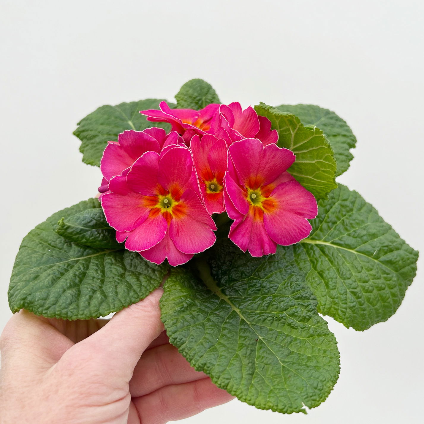 Primel 'Sunrise', pink, Topf-Ø 11 cm, 8 Pflanzen Primel 'Sunrise', pink, Topf-Ø 11 cm, 8 Pflanzen