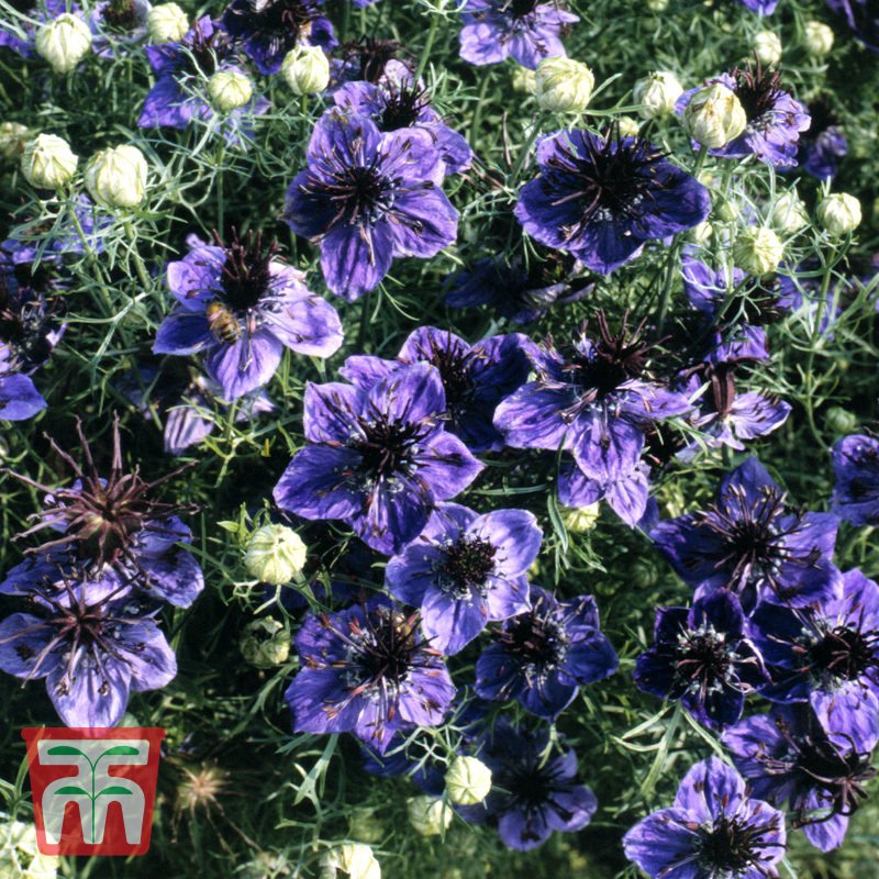 Nigella (Jungfer im Grüner) / tiefblaue Blüten, Freilandaussaat, seidig