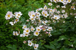 Herbst-Anemone Herbst-Anemone
