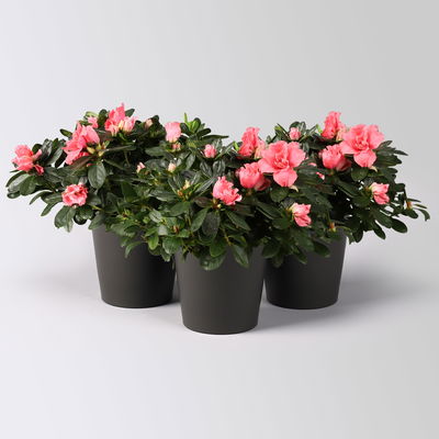 Azalee lachs gefüllt im Keramiktopf Dallas anthrazit, Topf-Ø 12 cm, 3er-Set Azalee lachs gefüllt im Keramiktopf Dallas anthrazit, Topf-Ø 12 cm, 3er-Set