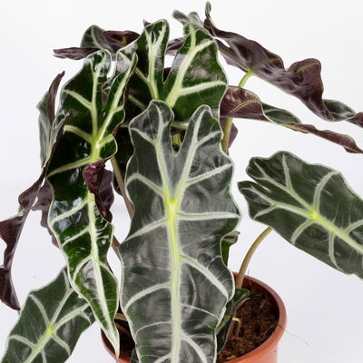 Alocasia 'Polly', in Keramiktopf Dallas, Topf-Ø 17 cm, Höhe ca. 45 cm
