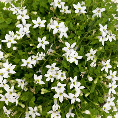 Bio Isotoma fluviatilis, weiß, Topf-Ø 12 cm, 3 Pflanzen