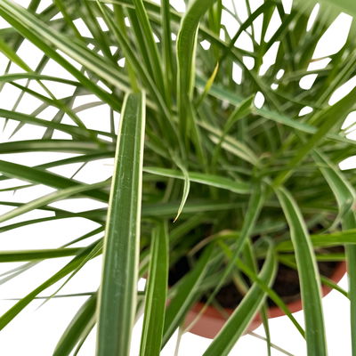 Buntes Lampenputzergras 'Sky Rocket' bunt, Topf-Ø 19 cm