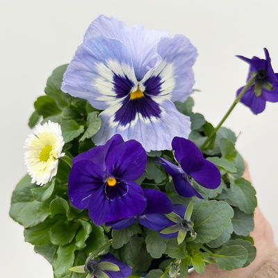 Frühlingmix, blau, Topf-Ø 13 cm, 6 Pflanzen