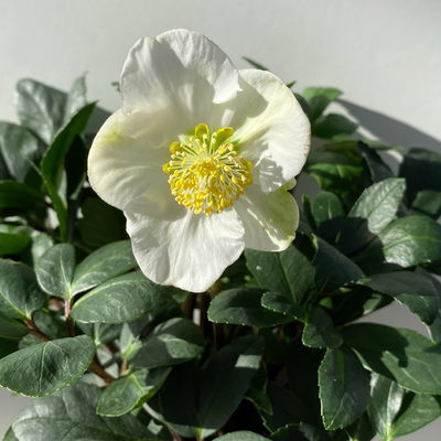 Christrose, weiß, Topf-Ø 15 cm, 2er-Set Christrose, weiß, Topf-Ø 15 cm, 2er-Set