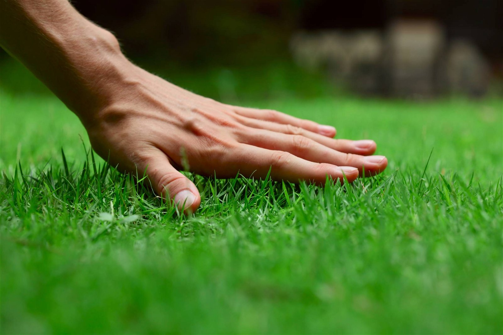 Hand berührt saftig grünen Rasen