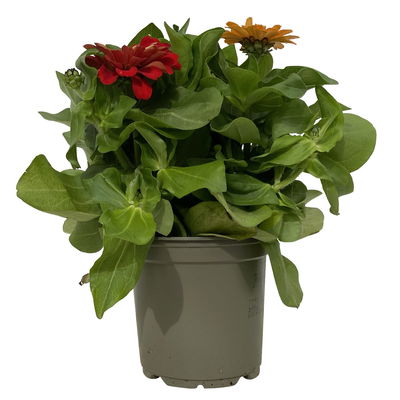 Zinnie 'Trio' bunt, Mix nach Verfügbarkeit, Topf-Ø 12 cm, 6 Pflanzebn