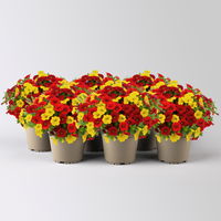Zauberglöckchen MixMasters® 'Firework', orange-gelb-rot, Topf-Ø 12 cm,6 Pflanzen