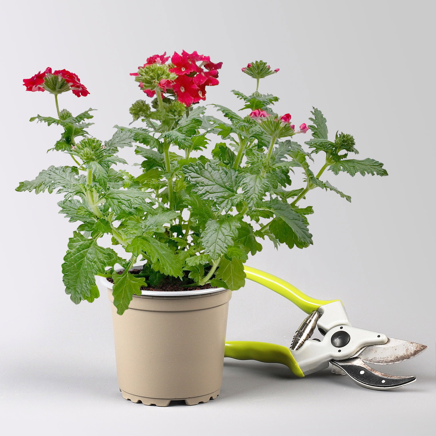 Pflanzenkreation 'Insektenbuffet', bunt, 6 Pflanzen inkl. Erde und Dünger