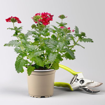 Pflanzenkreation 'Insektenbuffet', bunt, 6 Pflanzen inkl. Erde und Dünger