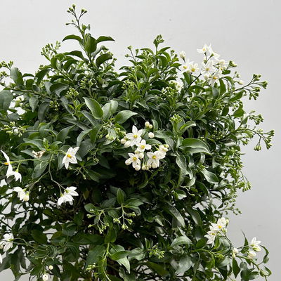 Sommerjasmin weiß, Stämmchen, Topf 23 cm Ø, Höhe ca. 90 cm