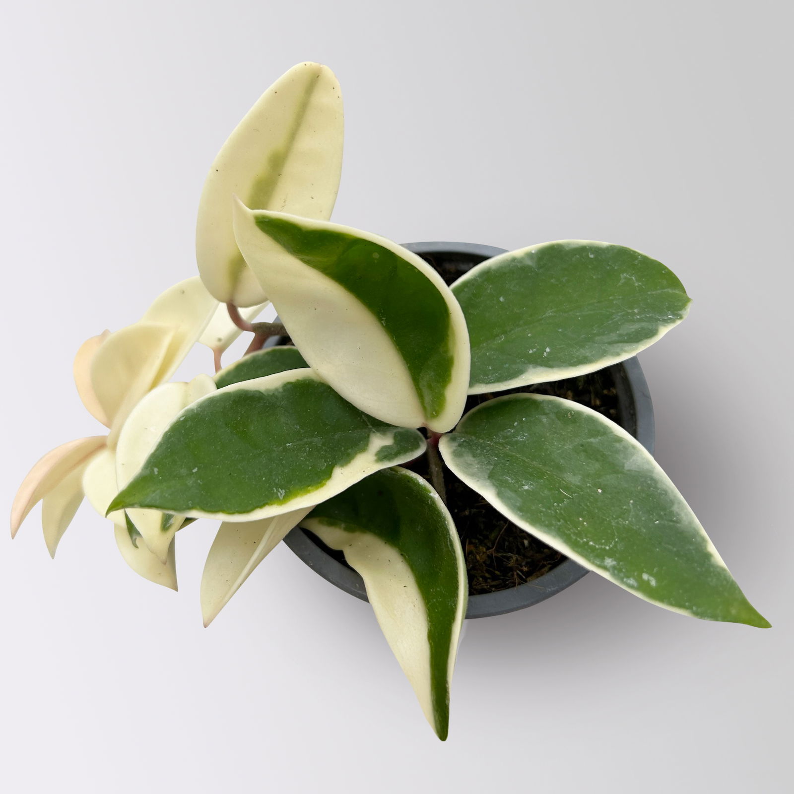 Bio Porzellanblume 'Krimson Queen', Topf-Ø 10,5 cm, 3 Pflanzen