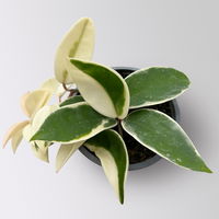 Bio Porzellanblume 'Krimson Queen', Topf-Ø 10,5 cm, 3 Pflanzen
