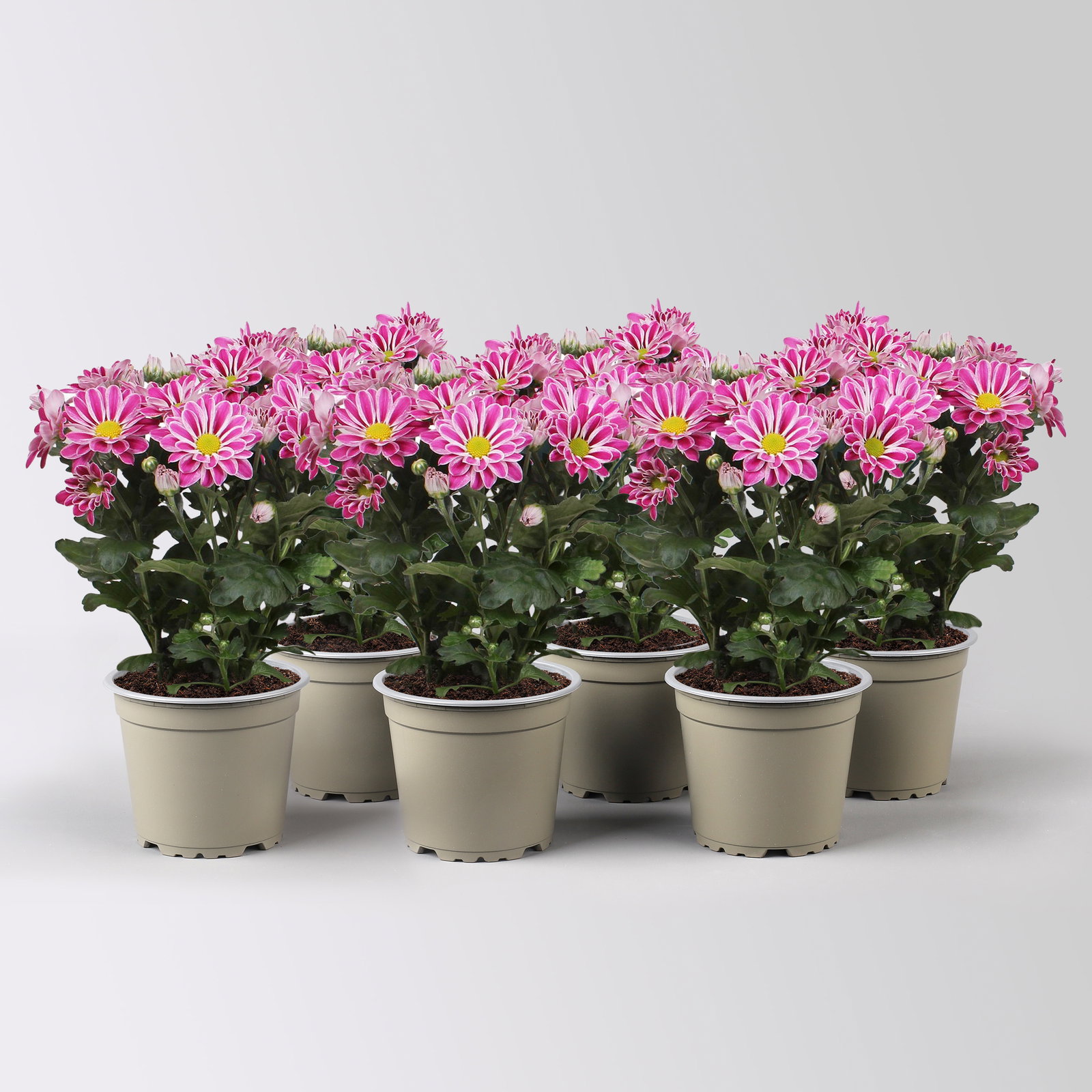 Chrysantheme 'Artistic Armin', lila-weiß, Topf-Ø 12 cm, 6 Pflanzen