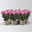 Chrysantheme 'Artistic Armin', lila-weiß, Topf-Ø 12 cm, 6 Pflanzen