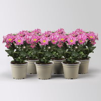 Chrysantheme 'Artistic Armin', lila-weiß, Topf-Ø 12 cm, 6 Pflanzen Chrysantheme 'Artistic Armin', lila-weiß, Topf-Ø 12 cm, 6 Pflanzen