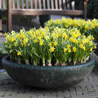 Narzisse 'Tête-à-Tête', gelb, vorgetrieben, Topf-Ø 12 cm, 6 Pflanzen