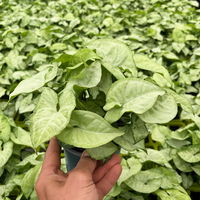 Syngonium 'Emerald Gem', Topf-Ø 12 cm, 2 Pflanzen