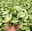 Syngonium 'Emerald Gem', Topf-Ø 12 cm, 2 Pflanzen Syngonium 'Emerald Gem', Topf-Ø 12 cm, 2 Pflanzen