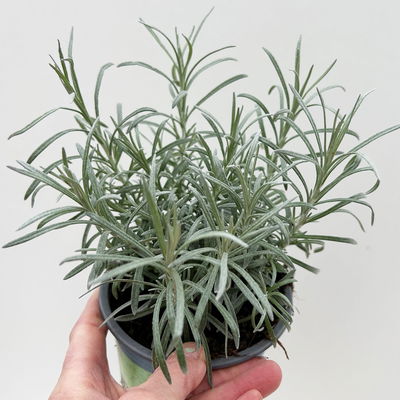 Bio Currykraut, Topf-Ø 12cm