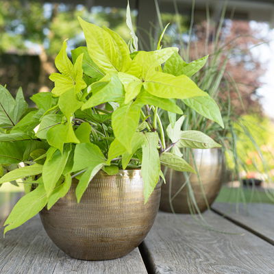 Kölle Pflanzgefäß 'Rowen', gold, ca. Ø 22 x H 17 cm