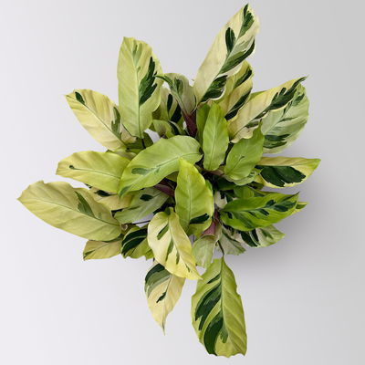 Calathea 'Fusion Yellow', Topf-Ø 14 cm, Höhe ca. 30 cm Calathea 'Fusion Yellow', Topf-Ø 14 cm, Höhe ca. 30 cm