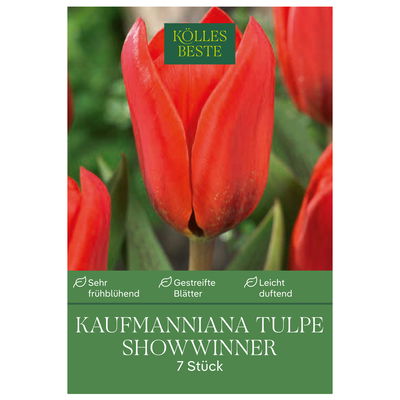 Kaufmanniana Tulpen Showwinner rot, 7 Blumenzwiebeln