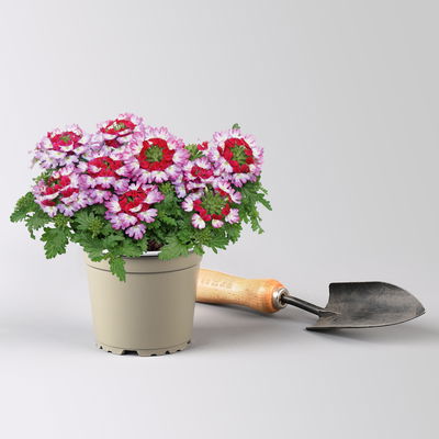 Eisenkraut, lila-rot, Topf-Ø 12 cm, 6 Pflanzen