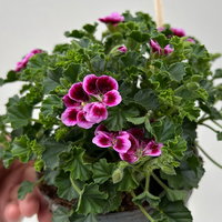Duftgeranie 'Angel Aroma®Jet®', pink-bordeaux, Topf-Ø 12 cm, 6 Pflanzen