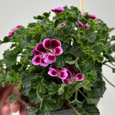 Duftgeranie 'Angel Aroma®Jet®', pink-bordeaux, Topf-Ø 12 cm, 6 Pflanzen