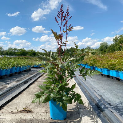 Bio Prachtspiere rot, Topf 11x11 cm, 3 Pflanzen Bio Prachtspiere rot, Topf 11x11 cm, 3 Pflanzen