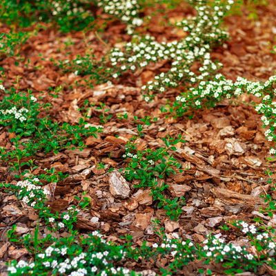 Kölle Bio Stauden- & Rosenmulch, 48 Sack à 60 l, gesamt 2880 Liter Kölle Bio Stauden- & Rosenmulch, 48 Sack à 60 l, gesamt 2880 Liter