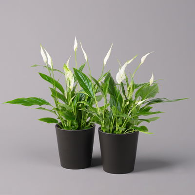 Einblatt 'Bellini', Topf-Ø 13 cm, mit Topf Dallas anthrazit, 2 Pflanzen Einblatt 'Bellini', Topf-Ø 13 cm, mit Topf Dallas anthrazit, 2 Pflanzen