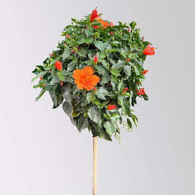 Hibiskus, orange, Stamm, Topf-Ø 33 cm, Höhe ca. 150 cm