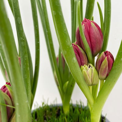 Wildtulpe, rot, gefüllt, mit Gras, Topf -Ø 9 cm, 4 Pflanzen