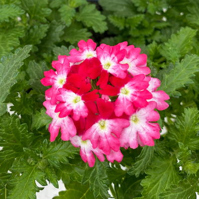 Eisenkraut zweifarbig, Topf-Ø 12 cm, 6 Stück