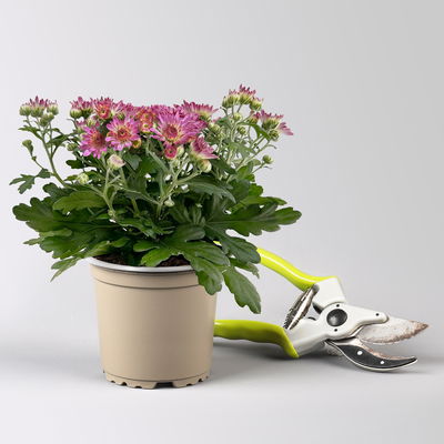 Chrysanthemen, rosa, Topf-Ø 10,5 cm, 8 Pflanzen Chrysanthemen, rosa, Topf-Ø 10,5 cm, 8 Pflanzen