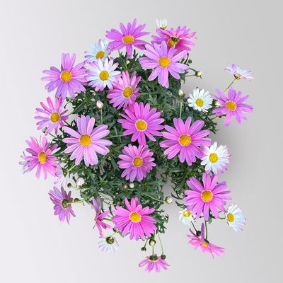 Margerite, rosa, Topf-Ø 14/15 cm, 3 Pflanzen Margerite, rosa, Topf-Ø 14/15 cm, 3 Pflanzen