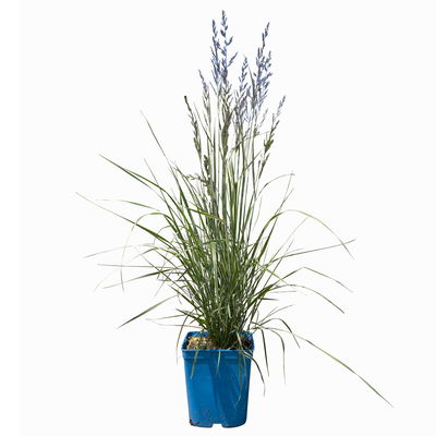 Bio Reitgras 'Overdam', weiß-grün gestreift, Topf 5 Liter Bio Reitgras 'Overdam', weiß-grün gestreift, Topf 5 Liter