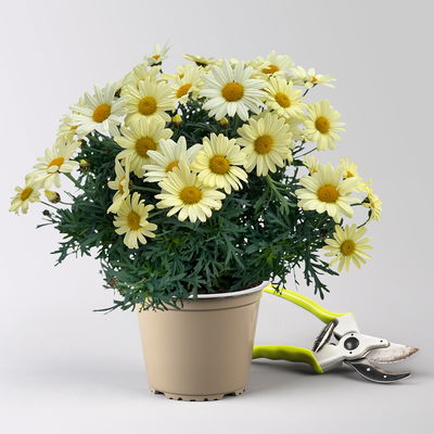 Margerite, gelb, Topf-Ø 14/15 cm, 3 Pflanzen Margerite, gelb, Topf-Ø 14/15 cm, 3 Pflanzen