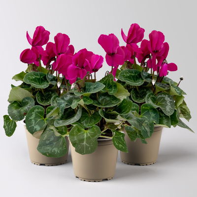 Alpenveilchen 'Meine Beste', lila, Topf-Ø 13 cm, 3 Pflanzen