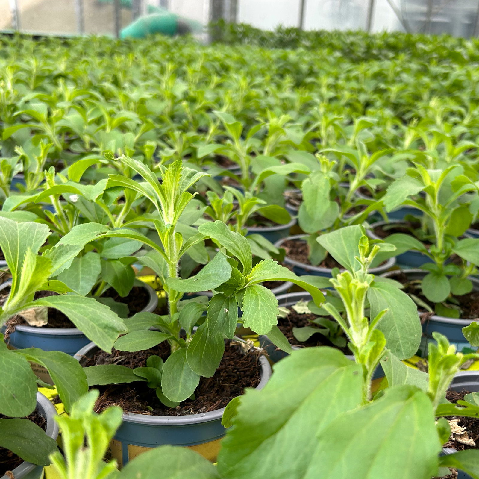 Aztekisches Süßkraut, Kölle Bio, 12cm Topf, frisch aus unserer Bio-Gärtnerei Aztekisches Süßkraut, Kölle Bio, 12cm Topf, frisch aus unserer Bio-Gärtnerei