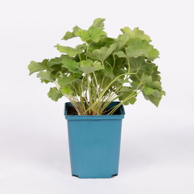 Frauenmantel, grün-gelb, Topf 11x11 cm, 3 Pflanzen Frauenmantel, grün-gelb, Topf 11x11 cm, 3 Pflanzen