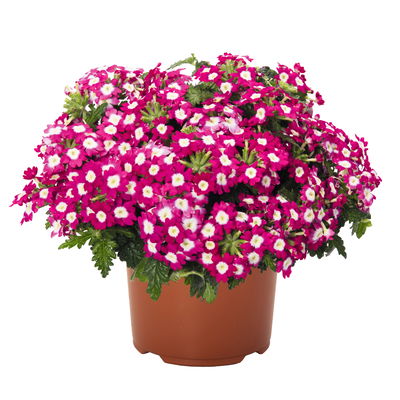 Eisenkraut zweifarbig, Topf-Ø 12 cm, 6 Stück